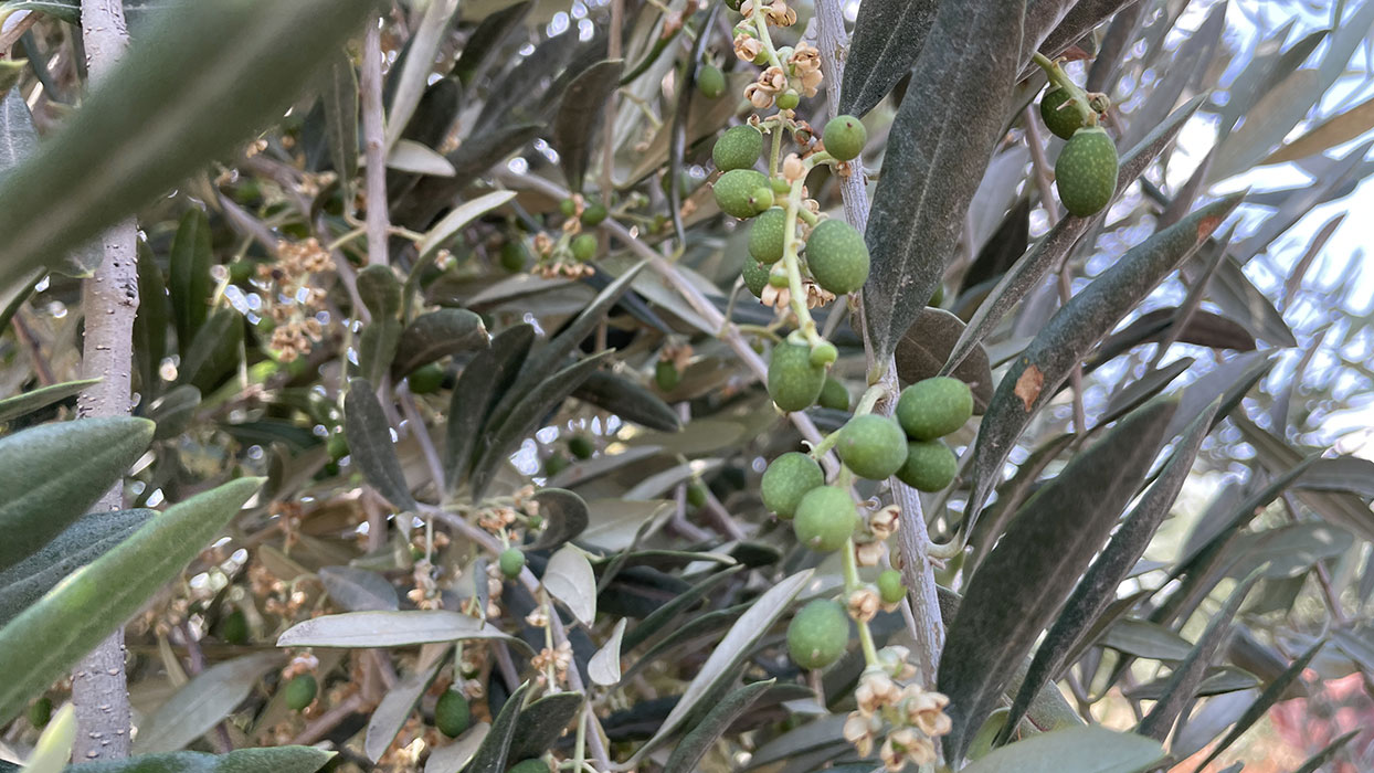 Kilis te zeytin üreticileri yeni sezondan umutlu