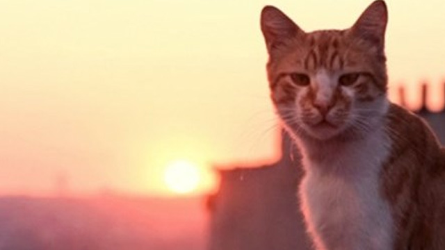  'Kedi', Amerika'da en çok izlenen Türk filmi oldu!