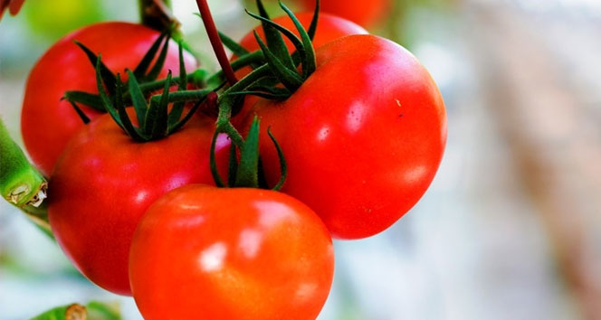 Rusya domates yasağının bitiş tarihini 1 ay öne çekti