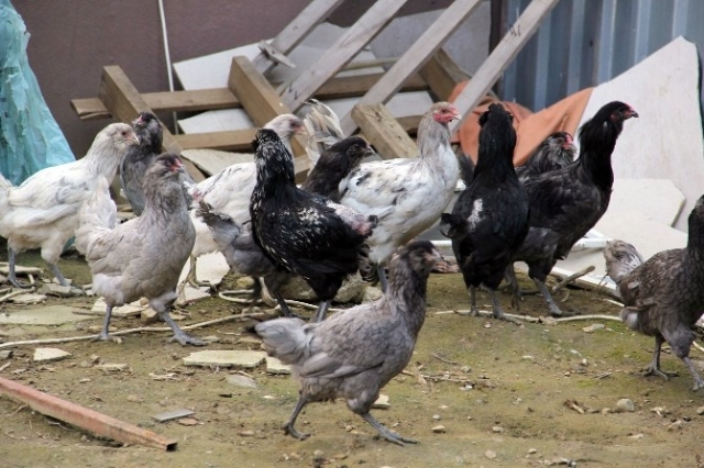 Bu tavuklar altın yumurtluyor! Türkiye'de üretilecek...