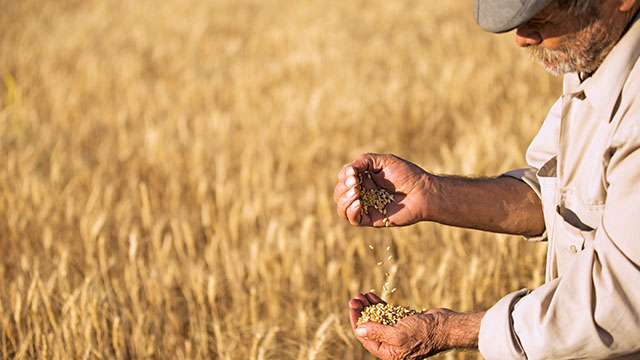 Anadolu'nun ata tohumları tüketiciyle buluşuyor