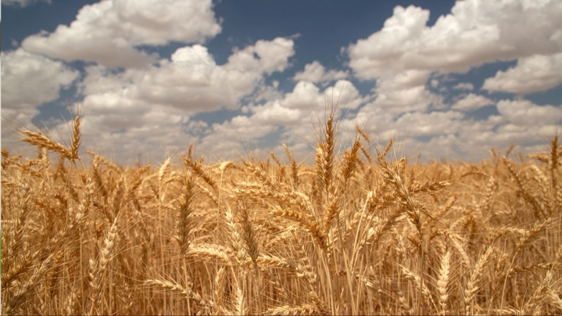 Ülker'den yerli buğday programı