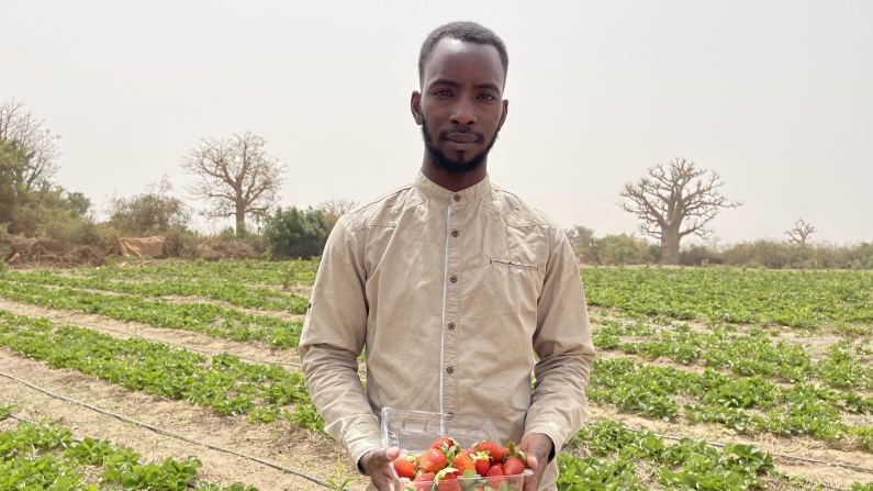 Üniversite mezunu Senegalli genç girişimci, tarladan halka aracısız çilek satıyor