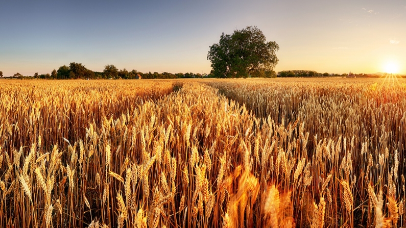 Su Riskleri Projesi ile buğday ve mısırda su verimliliği analiz edilecek