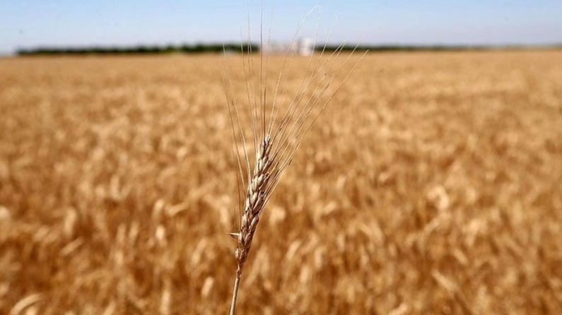Tahıl koridoru anlaşması sayesinde buğday fiyatlarının düşmesi bekleniyor