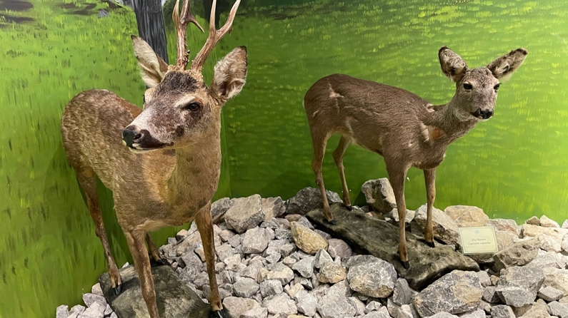 Vahşi hayvanların tahnitinin sergilendiği müze ziyaretçilerini bekliyor