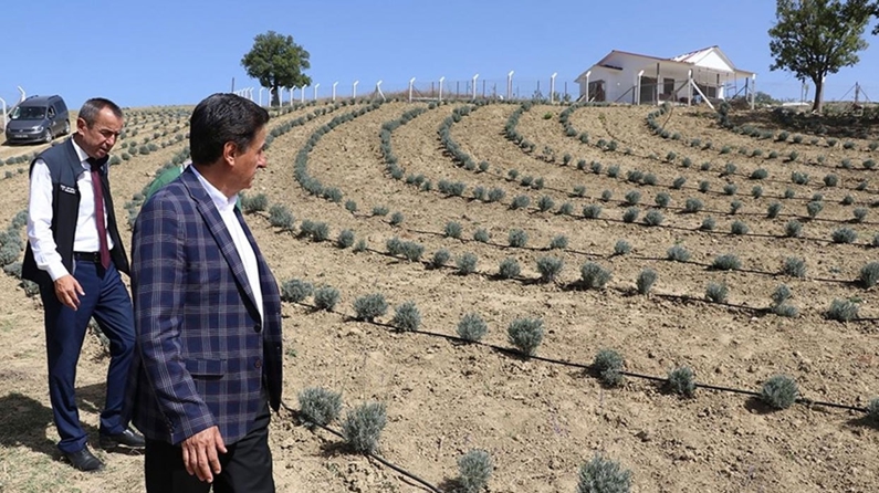 Safranbolu'da lavanta kokulu safran bahçeleri agroturizmi canlandıracak