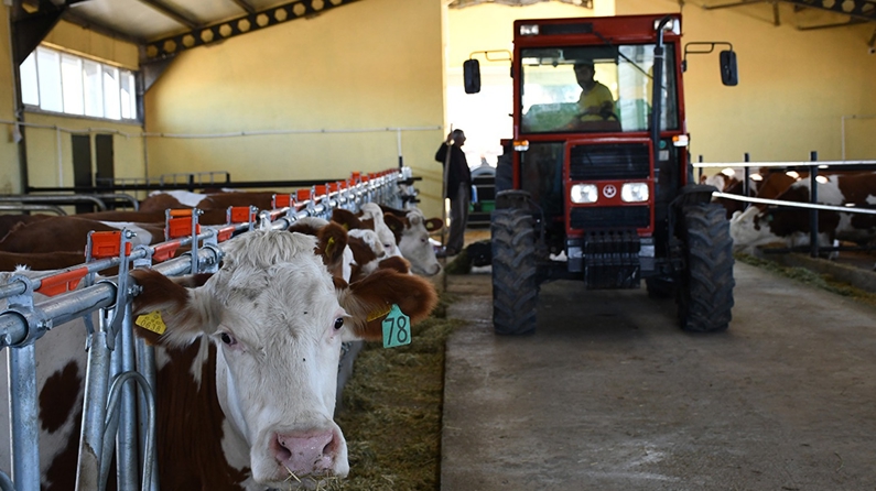 Devlet desteğiyle kurdukları çiftlikten günlük 600 litre süt elde ediyorlar