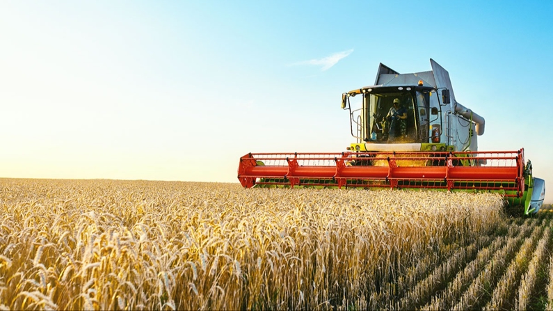 TKYB, Tarfin ile buğday fiyatına endeksli sukuk ihracı yaptı