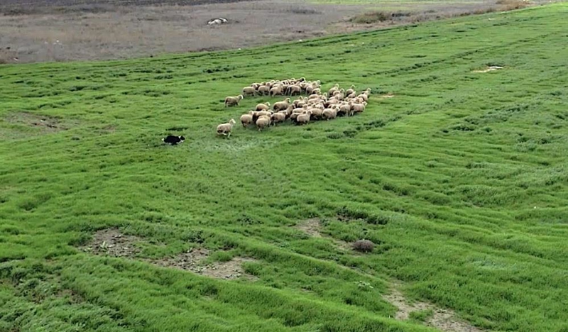 <p>Tarım ve Orman Bakanlığı Tarım Araştırmalar ve Politikalar Genel Müdürlüğü (TAGEM) Bandırma Koyunculuk Araştırma Enstitüsü Müdürü Kerim Kılınç, 1935 yılında faaliyetlerine başlayan enstitünün TAGEM'e bağlı olarak Ar-Ge çalışmalarına devam ettiğini söyledi.</p>