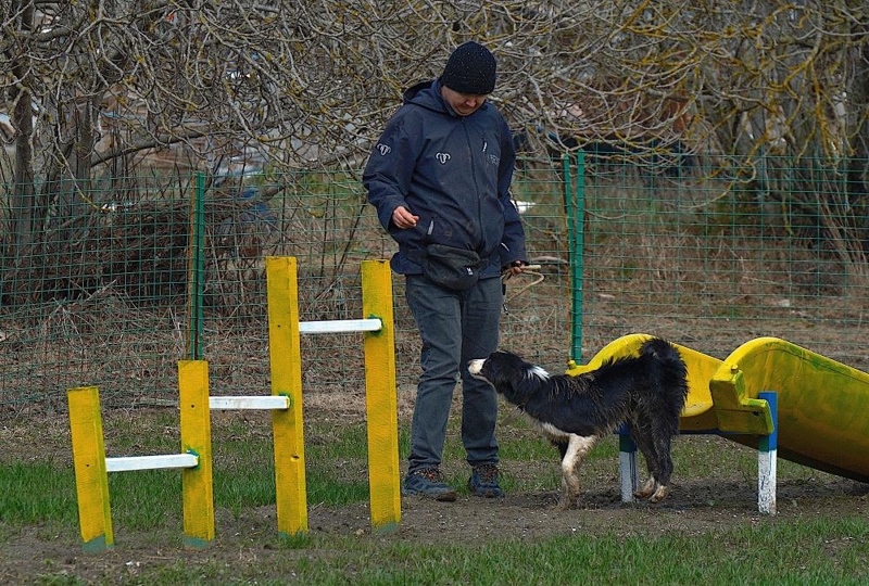 <p><b>Çobanlara iyi bir yardımcı<br></b><br></p><p>TAGEM bünyesine dünyanın yakından bildiği, çok heyecanlı ve hareketli köpekler olan "border collie" ırkının da katıldığını dile getiren Kılınç, şöyle devam etti:</p><p>"Bir yıl önce Bandırma Koyunculuk Araştırma Enstitüsü Çoban Köpeği Koruma Eğitim ve Yetiştirme Şubesi'ne aldık. Border collie köpekleri yabancı menşeili bir ırk. Kendi özelliklerini en iyi şekilde korumuş, titiz yürütülen çalışmalarla tespit edilmiş köpekleri getirdik. Burada özellikle davranış çalışmaları yapılıyor. Koyunculuk sektöründe çobanlara destek olabilmek, iyi bir yardımcıyı eğitime başladık. Sürü yönetiminde kullanılması amaçlanıyor. Border collie köpeklerin davranış çalışmaları hassasiyetle teknik personellerimizce yürütülüyor."</p>