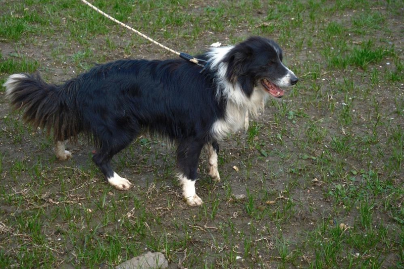 <p><b>En iyi yavruların alınması amaçlanıyor</b></p><p><br></p><p>Kılınç, az sayıda bordor collie ile çalışmalara başladıklarını vurgulayarak, "Gerek kandan gerek fenotip özelliklerinden en iyi yavruların, bünyemizde üretilmeleri; davranış özelliklerinin belirlenmesi ve en iyisine ulaşılması amaçlanıyor." dedi.</p><p>Kangal ve akbaşların sürü koruma köpeği olduğunu, bu ırkların dış zararlılara, yabani hayvanlara karşı korumayı sağladığını ifade eden Kılınç, "Border collie ise sürü yönetiminde çok aktif köpekler. Sürüyü yönetmek, dağılan sürüyü bir araya toplamakla çobana büyük destek olacaklar. Biz bu köpeklere bu davranışı kazandırmaya çalışıyoruz." diye konuştu.</p>