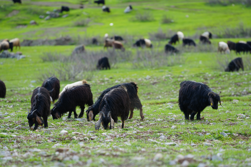 <p>Derecik'te yaşayan Ferhat Ekici de kentin bazı bölgelerinde metrelerce kar varken Derecik'te havanın ısınmasıyla ilkbaharın kendini göstermeye başladığını ifade etti.</p>