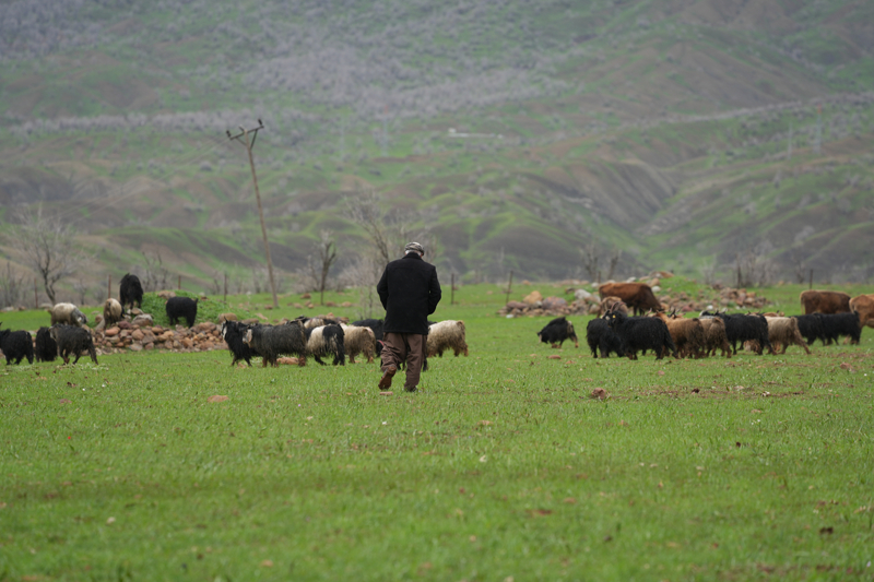 <p>Yeni Mahalle sakini Aydın Ari geçen sene bu vakitlerde hayvanları meraya salmaya başladıklarını dile getirerek, "Kış bu sene uzadı. Halen hayvanları kar örtüsünün üzerinde besliyoruz. Zorlu koşullarda çalışıyoruz. Bazı besicilerin ot ve yemi bitti. O konuda zorluk yaşıyorlar. Yaklaşık 5 aydır hayvanlara yem veriyoruz." diye konuştu.</p>