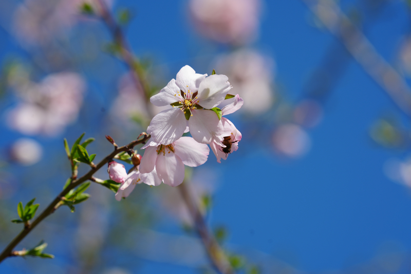 <p>Ekici, "İlçede badem ve erik ağaçları çiçek açtı. Doğa canlandı. Vatandaşlar bu görsel şölenin keyfini çıkarıyor." dedi.</p>