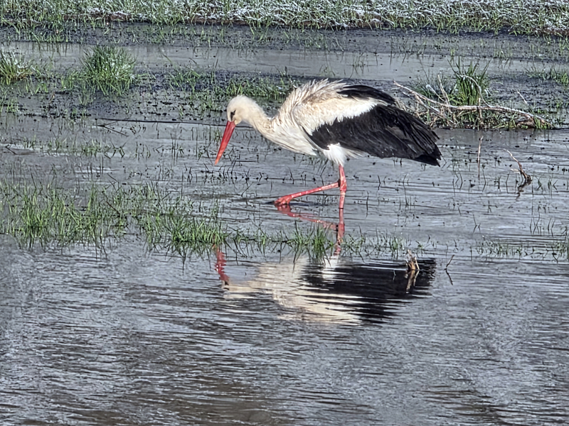 Kar ve yağmur sularının etkisiyle ilçeye 3 kilometre uzaklıktaki Dışkapı köyü arazisinde geniş su birikintileri oluştu. Bölgeye gelen leylek, turna ve balıkçıl gibi göçmen kuşların karla kaplı alandaki su birikintisinde yiyecek araması objektiflere takıldı.