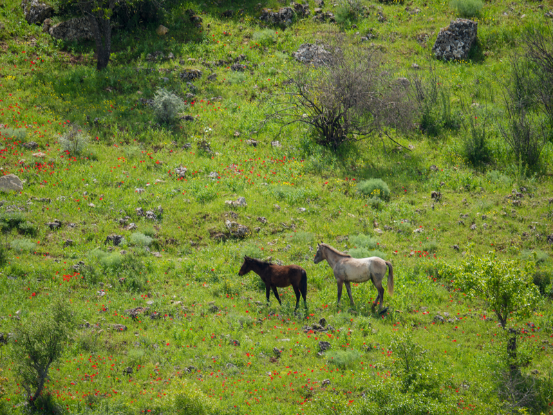 <p>Kızılin Kanyonu, baharda açan çiçeklerle renklendi. <span >Fırat Nehri kenarındaki kanyon, farklı türdeki bitkiler ve çiçekleriyle doğaseverlerin ilgisini çekiyor.</span></p>