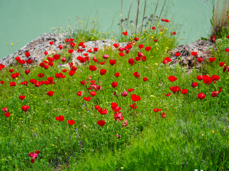 <p>Adıyaman'ın Besni ilçesinde, Fırat Nehri kıyısında yer alan Kızılin Kanyonu, kaya mezarları ve 5 bin yıllık geçmişiyle dikkati çekiyor.</p>