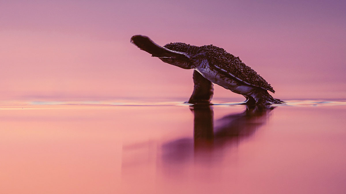 Doğa alarm veriyor: Bir milyon tür yok oluş eşiğinde