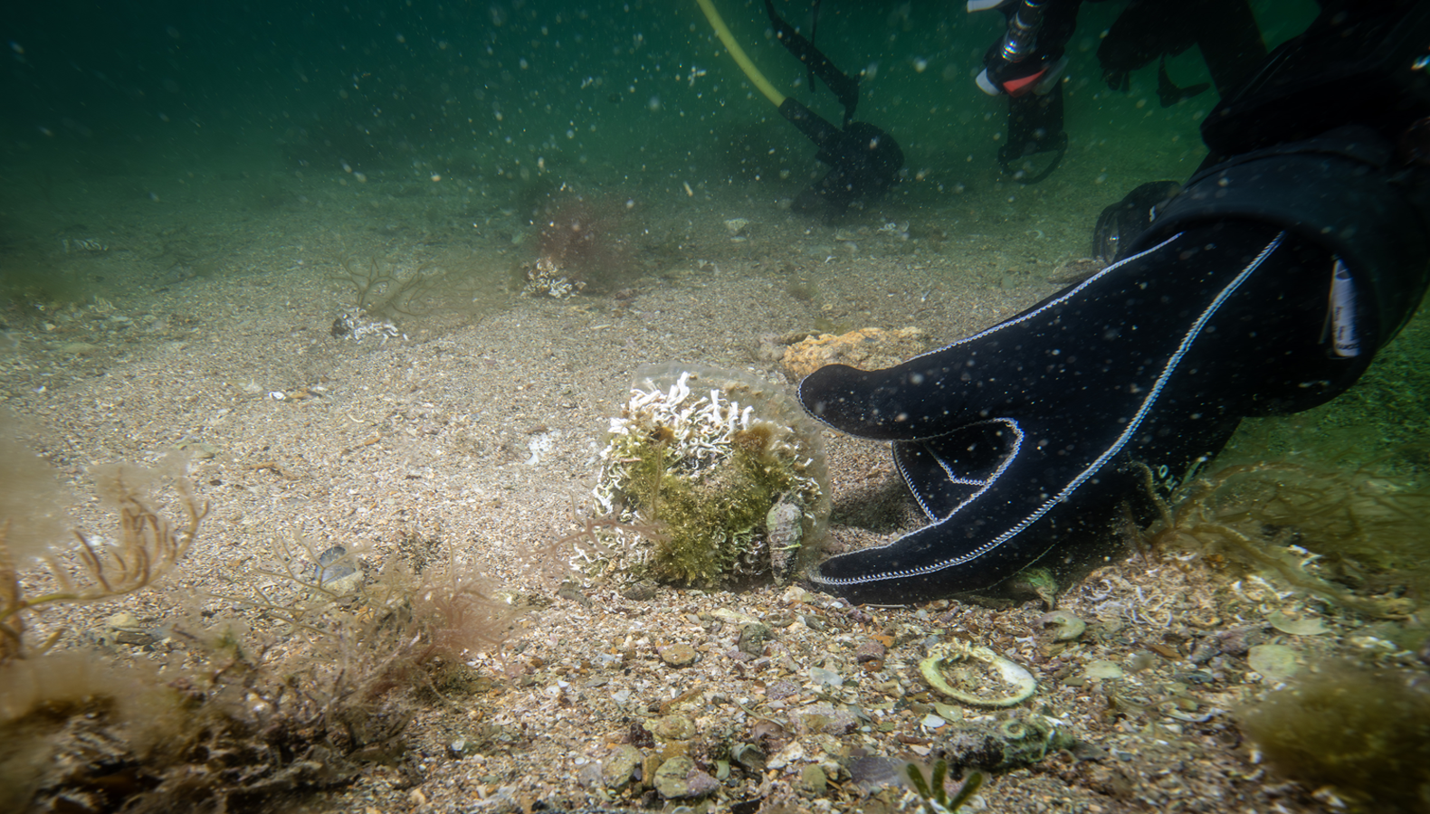 Tuzla sahillerinde keşfedildi: Bir profesöre göre bu muhteşem bir şey