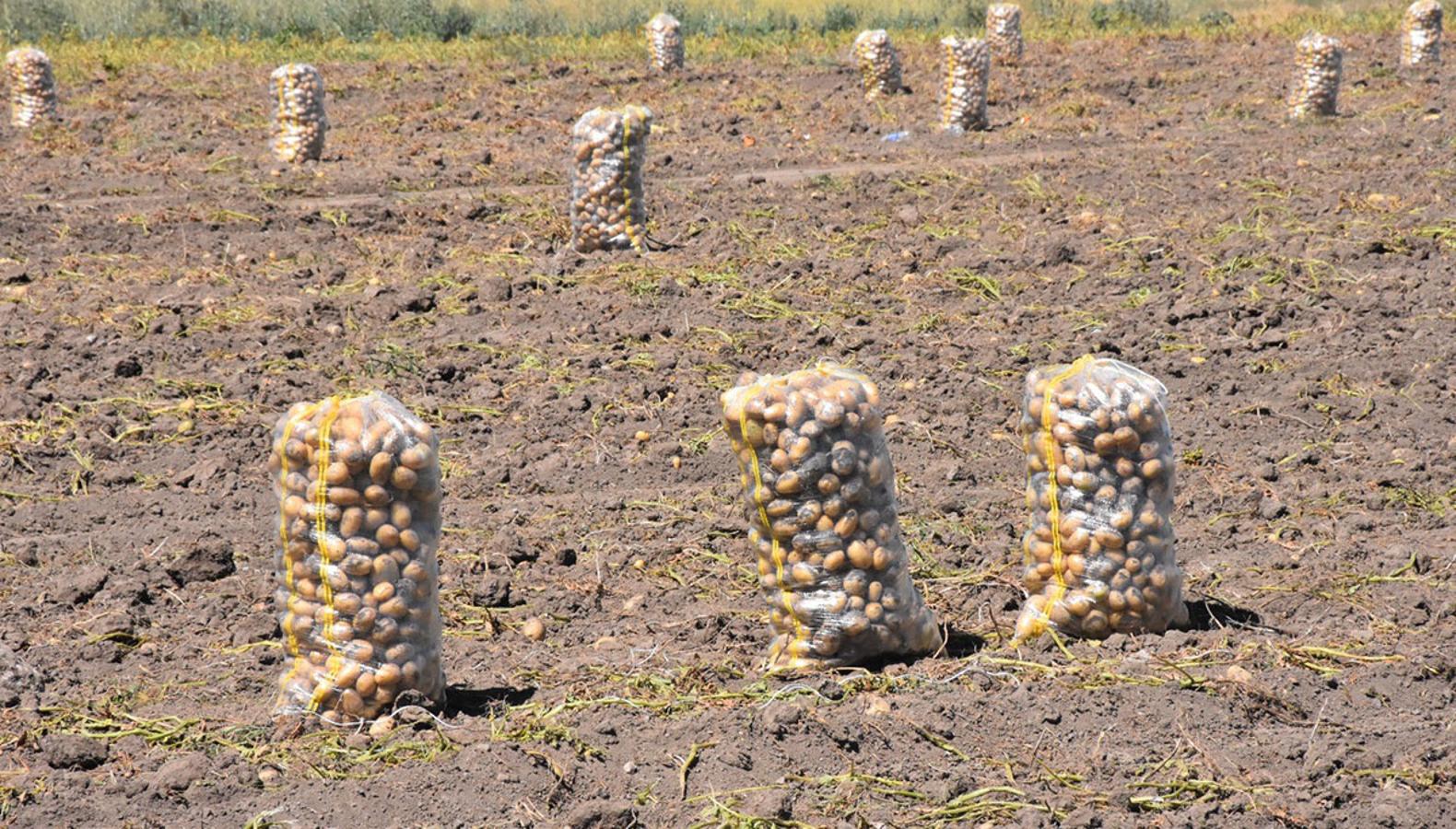 Türkiye'nin 'patates kalesi' olarak anılan ilçede hasat heyecanı yaşanıyor
