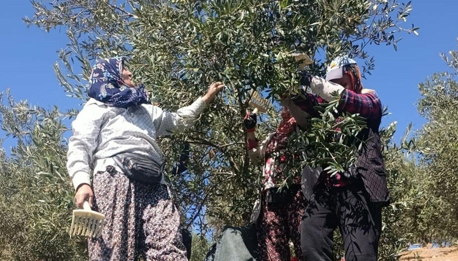 Coğrafi işaretli üründe hasat heyecanı: Faydası saymakla bitmiyor