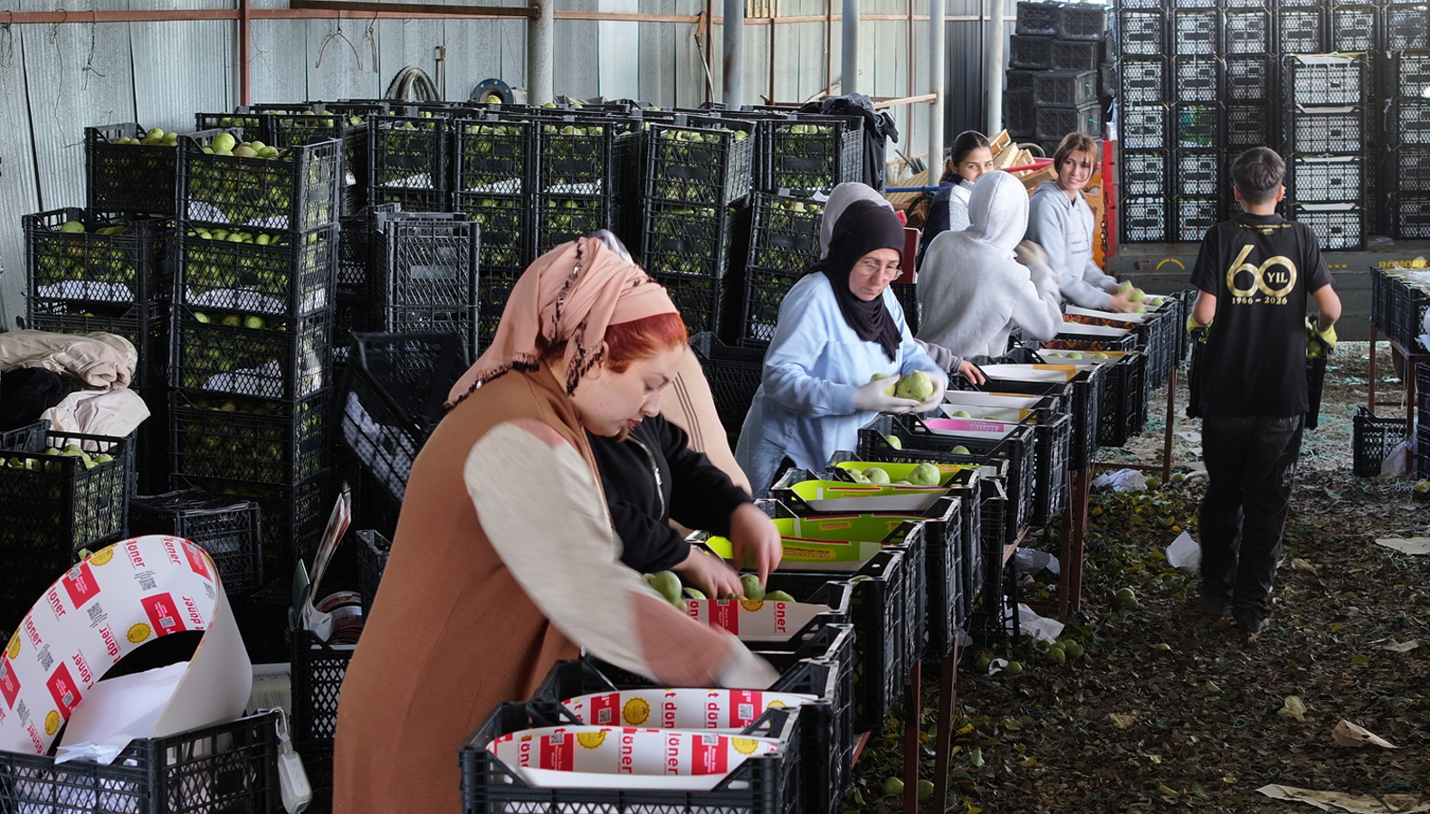Coğrafi işaretli üründe hasat heyecanı: Türkiye'nin dört bir yanına gidecek