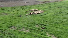 Kangal ve akbaştan sonra çobanlara yeni bir yardımcı yolda