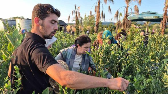 Genç çiftçinin başarısı Bakanlığın da dikkatini çekti: Karadeniz'de fındığa alternatif