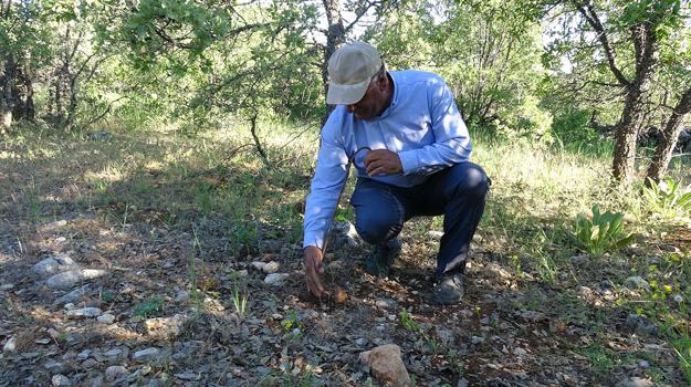 Ormanlardan toplayıp ek gelir için marketlere satıyorlar: Kilosu 500 TL'den başlıyor