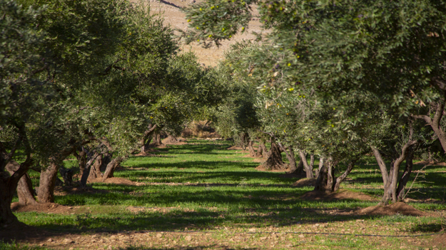 Asırlık ağaçlardan sofralara uzanan hasat başladı