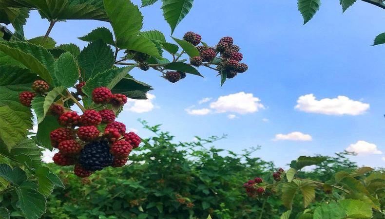 Türk böğürtleni Turkish Cargo ile dünyaya açılıyor