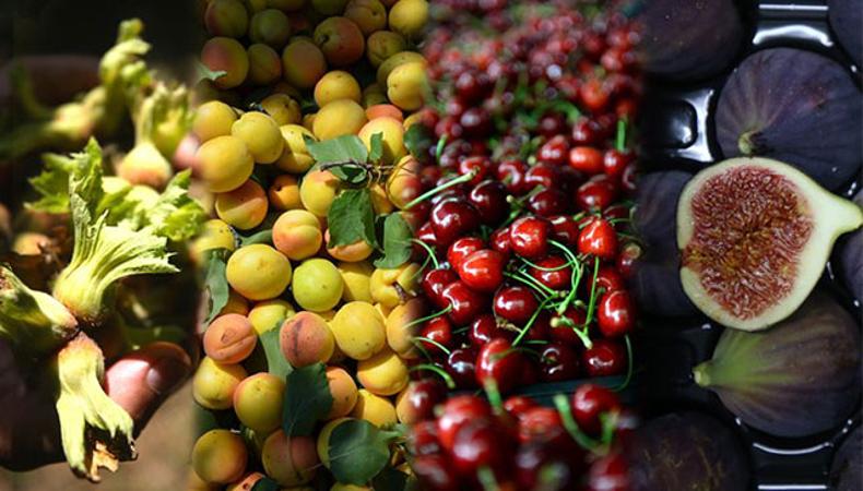 Türkiye 4 ürünün üretim ve ihracatında dünya lideri