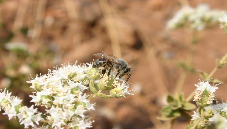 Kekikten ekonomiye 1 milyar TL katkı