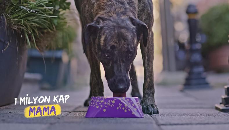 Getir'den sokak hayvanlarına 1 milyon kap mama