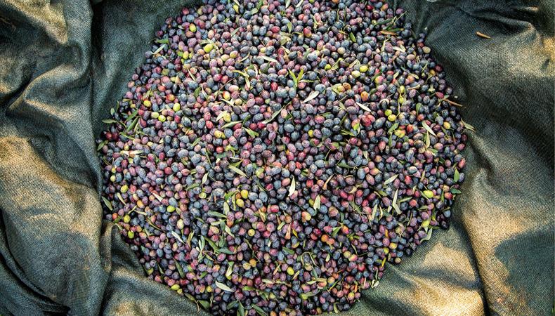 Topraktan gelen zenginlik: Türkiye'nin zeytin ekonomisi