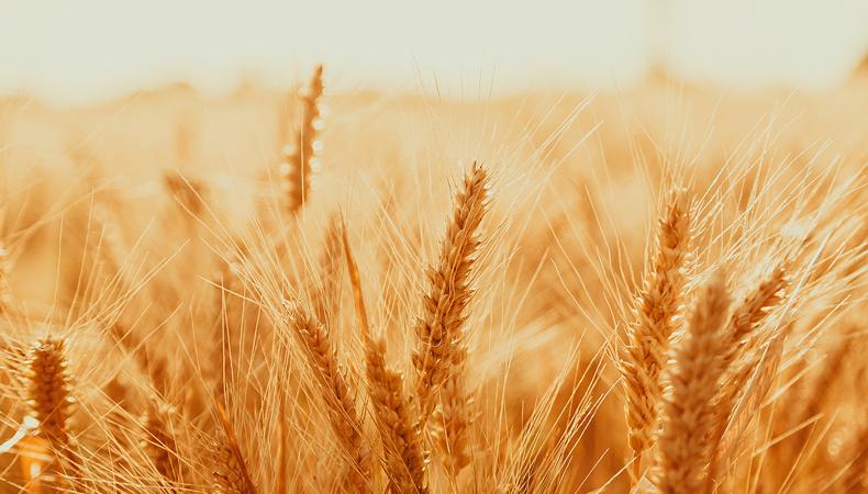 Rusya-Ukrayna savaşıyla körüklenen gıda milliyetçiliği buğdaya da sıçradı