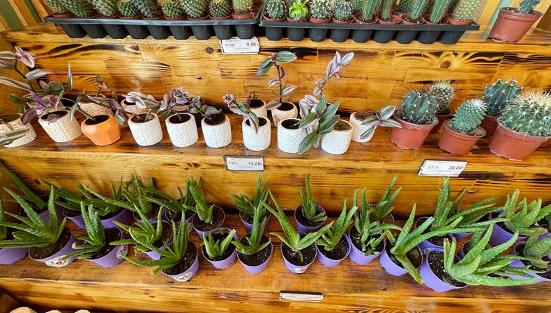 Tıbbi ve aromatik bitki bahçesinde hasat heyecanı yaşanıyor