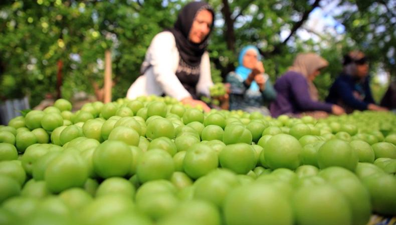 Hasadı yapılan erik kadınların eliyle bahçeden tezgahlara geliyor