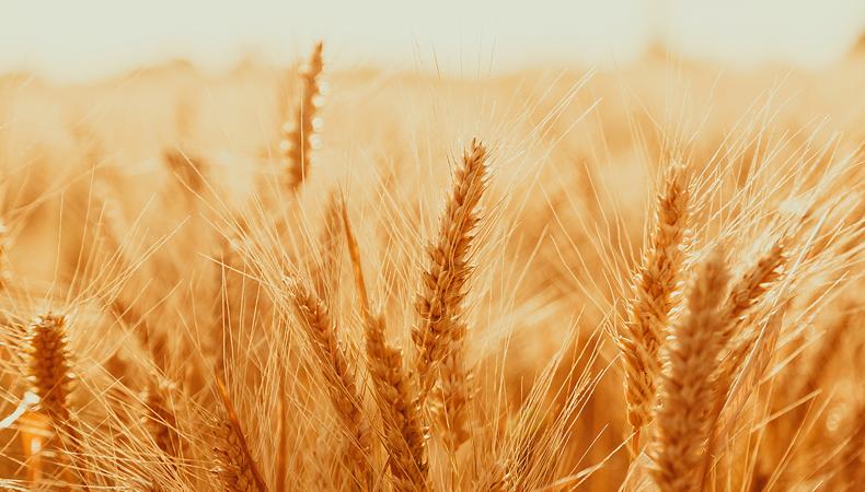 TMO, 2022 hububat alım detaylarını belirledi