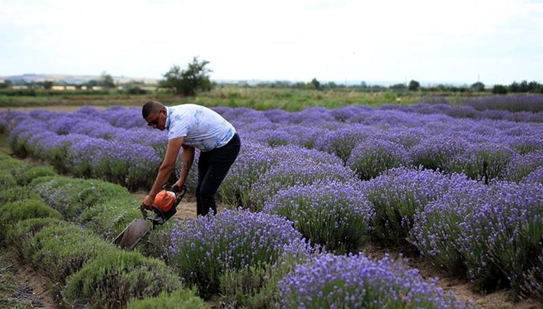 Trakya'da lavanta ekili alan 7 yılda 260 kat arttı