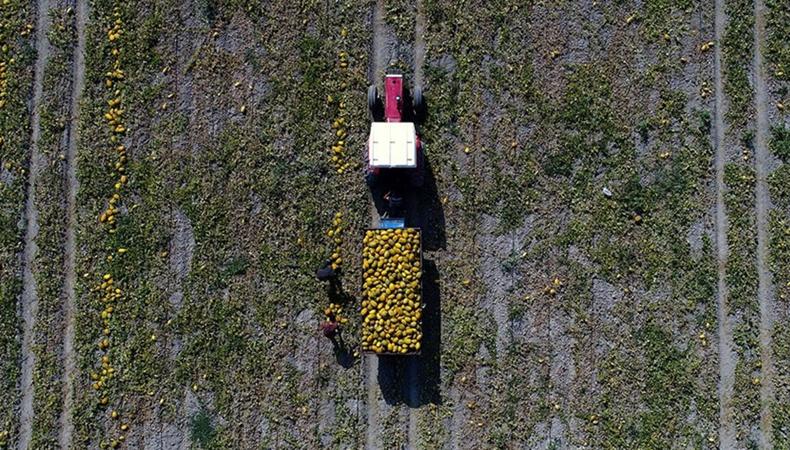 Tarım, gıda ve içecek sektöründen yılın ilk 6 ayında 12,2 milyar dolar ihracat