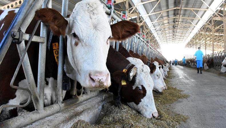 Gıda artıklarının yeme dönüştürülmesine yönelik yeni standartlar geliyor