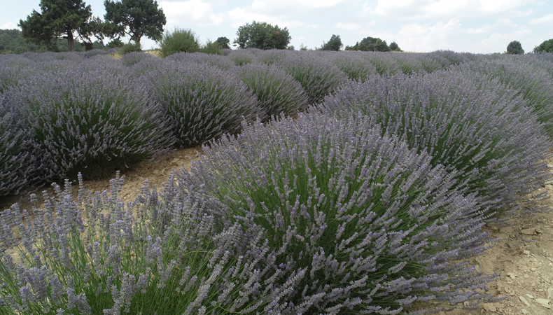 Lavanta turizmi hareketliliği başladı! Afyonkarahisar'da tarlalar turistleri ağırlıyor
