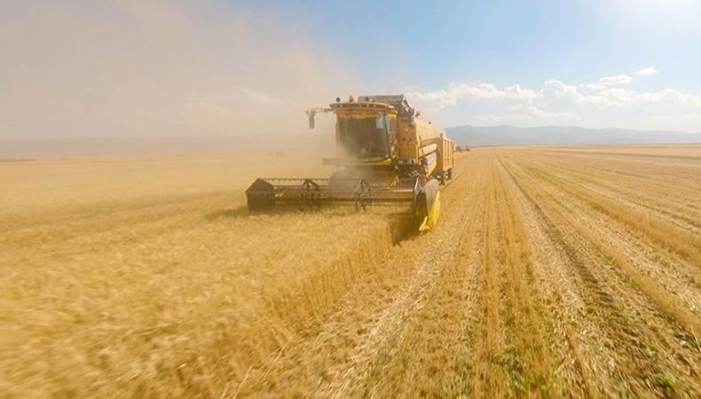 Bazı illerde TMO'nun buğday ve arpa alım primi desteğinden yararlanma süresi uzatıldı