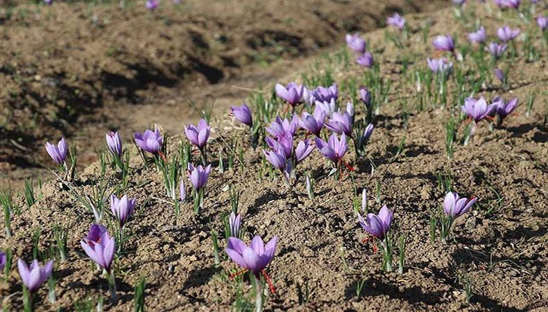 Safranda üretim alanı genişletildi 35 kg verim bekleniyor