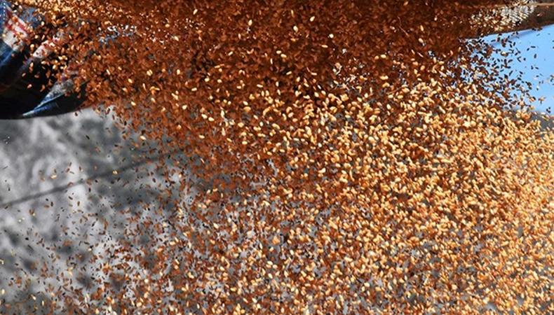 Gökova susamı yurt dışı için hasat ediliyor