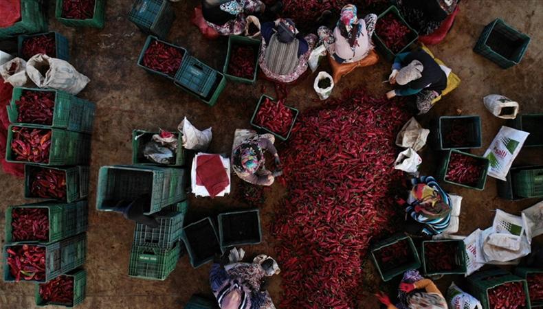 İnegöl'den Hollanda'ya "Kulaca biber salçası"
