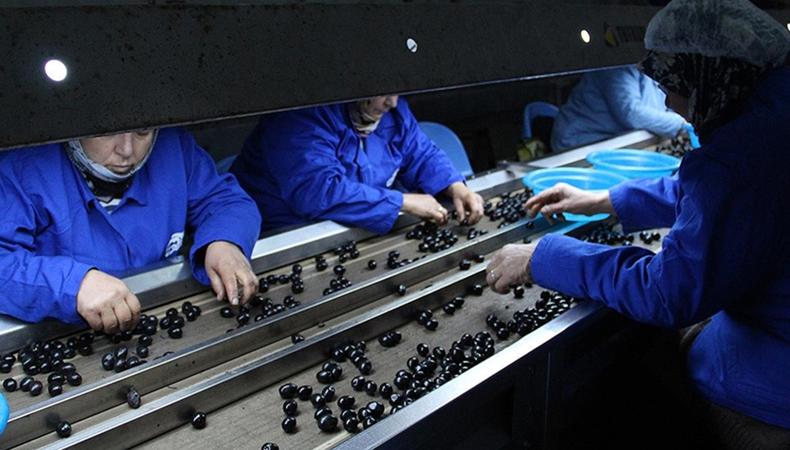 Türkiye sofralık zeytin ihracatında rekor kırdı