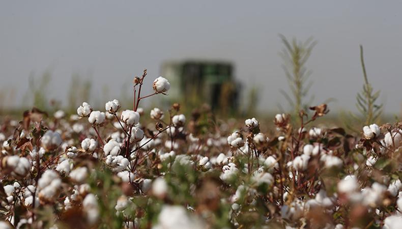 Pamukta 40 bin tonu aşkın rekolte bekleniyor